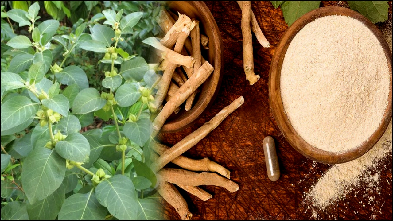 ashwagandha powder benefits