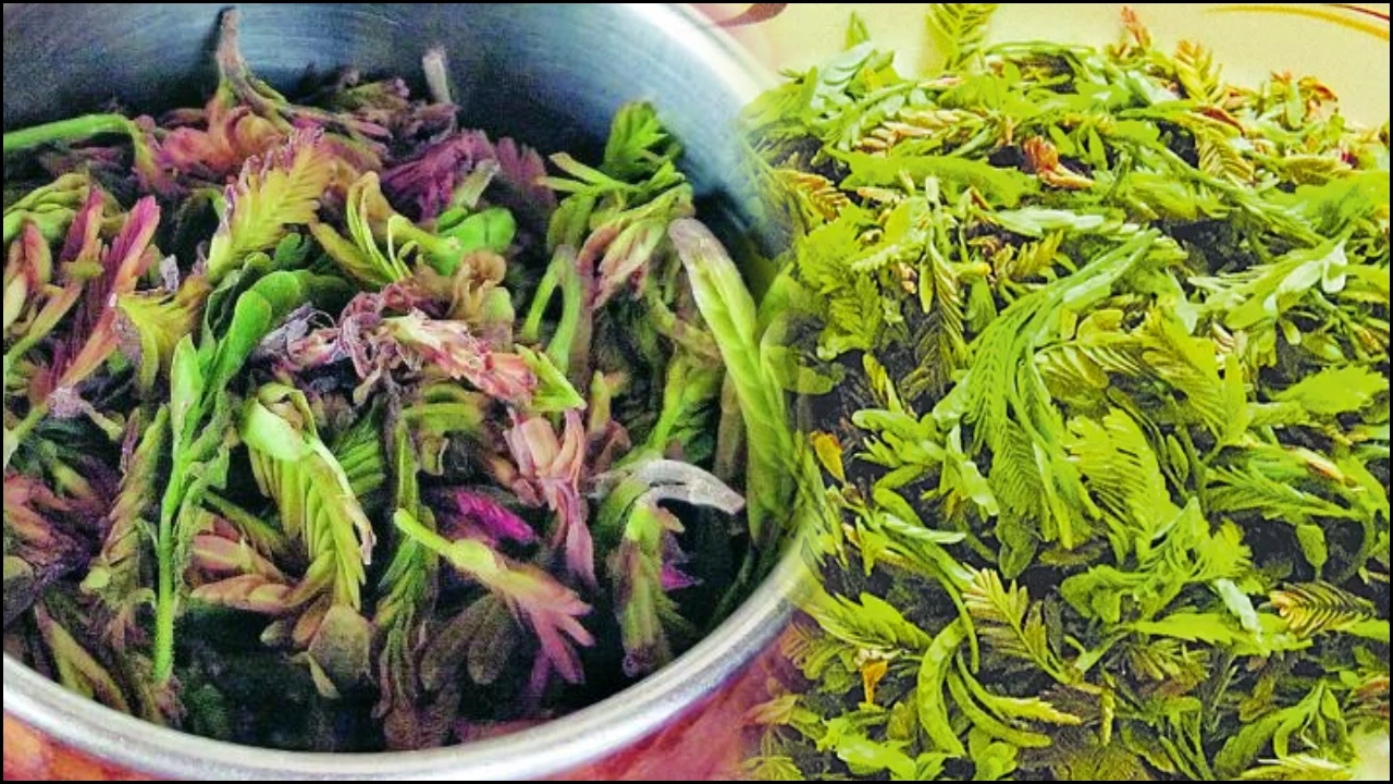 Chinta Chiguru Health Benefits : చింత చిగురుతో ఎన్ని ఆరోగ్య ప్రయోజనాలో తెలుసా? మీ ఆహారంలో తప్పక చేర్చుకోండి! chinta chiguru health benefits and tamarind leaves uses in telugu