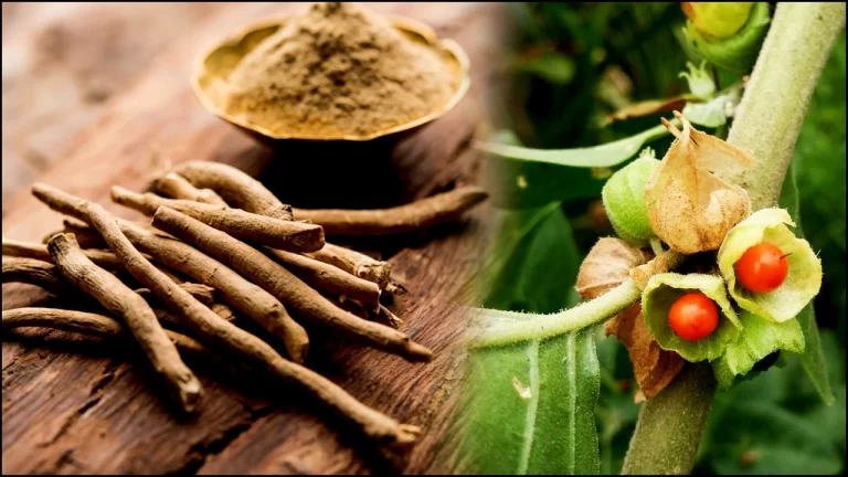 Ashwagandha Powder Benefits and how much to take uses in telugu
