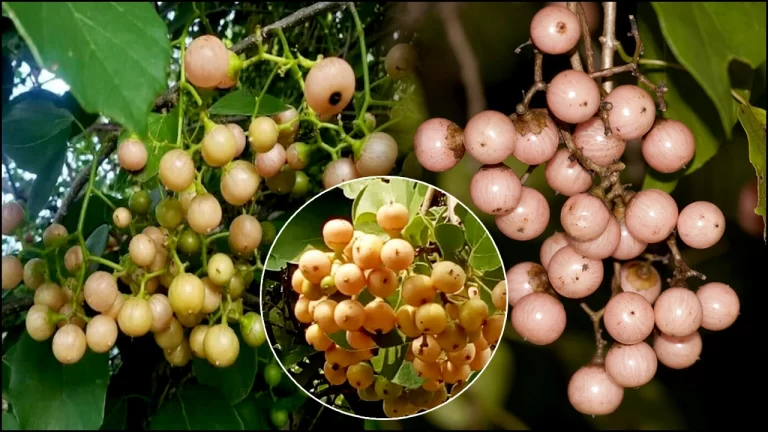 Lasoda Fruit Amazing Health Benefits in Telugu