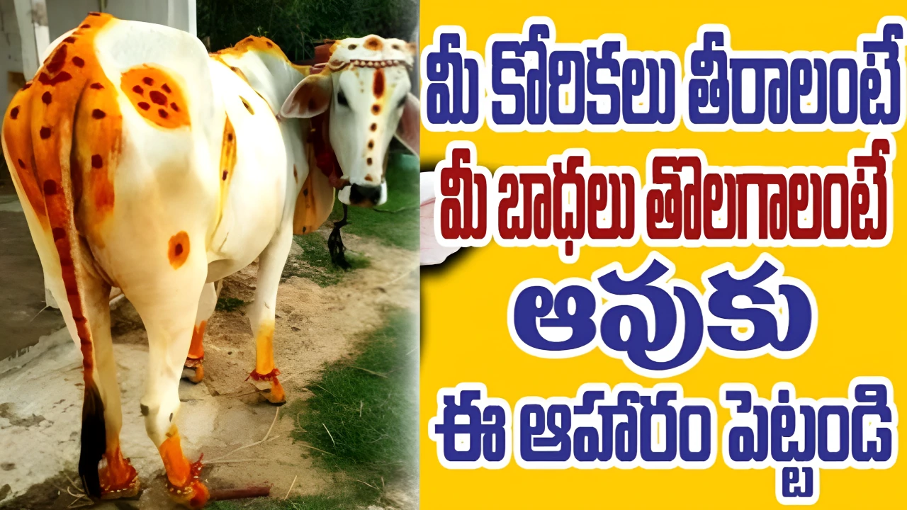 Gomatha Puja Benefits And Food Offering To Cows in Telugu