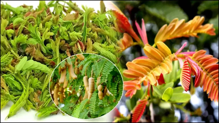 chinta chiguru health benefits and tamarind leaves uses in telugu