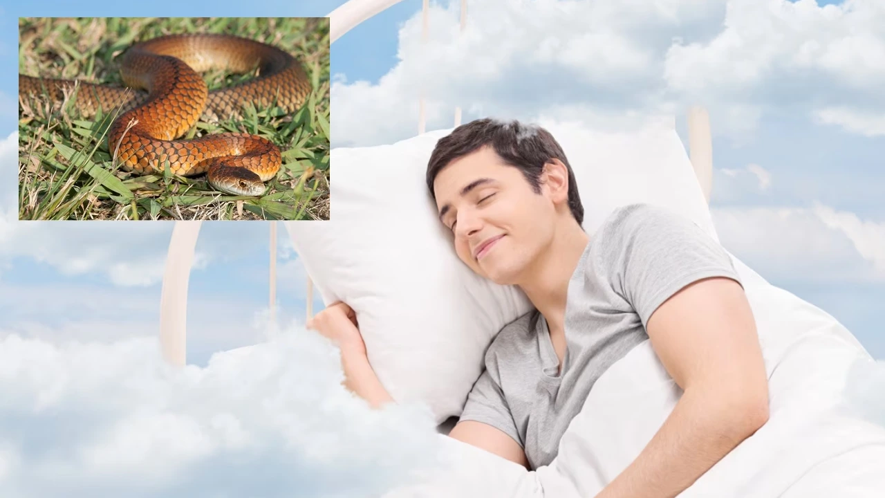 dream snake chasing me and meaning of dream snake bite Telugu
