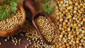 Benefits of Coriander Leaves And Seeds in Telugu